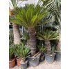 Cycas revoluta 200 cm