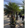 Cycas revoluta 210 cm