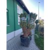 Cycas revoluta 220 cm, 2 hlavy