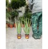 Aloe Vera, původ rostliny Španělsko.50 cm