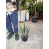 Aloe Vera, původ rostliny Španělsko.50 cm