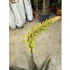 Aloe Vera, původ rostliny Španělsko.50 cm