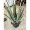 Aloe Vera, původ rostliny Španělsko.50 cm