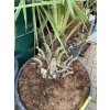 Jubaea chilensis, Chilská palma 150 cm