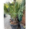 Jubaea chilensis, Chilská palma 140 cm