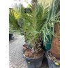 Jubaea chilensis, Chilská palma 150 cm