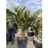 Jubaea chilensis, Chilská palma 170 cm