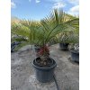 Jubaea chilensis, Chilská palma 150 cm
