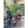 Jubaea chilensis, Chilská palma 150 cm
