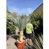 YUCCA ROSTRATA, VÝŠKA ROSTLINY 150 CM