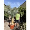 YUCCA ROSTRATA, VÝŠKA ROSTLINY 150 CM