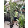 STRELITZIA AUGUSTA, PŮVOD ŠPANĚLSKO 200 CM