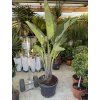 STRELITZIA AUGUSTA 200 CM