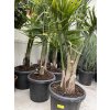 Ravenea Rivularis , palma , původ palmy Španělsko. 180 cm
