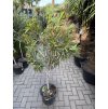 Nerium Oleander - Oleandr 170 cm, stromek
