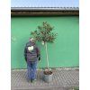 Nerium Oleander - Oleandr 200 cm, stromek