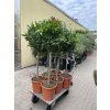Nerium Oleander - Oleandr 170 cm, stromek