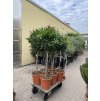Nerium Oleander - Oleandr 170 cm, stromek