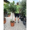 Nerium Oleander - Oleandr 170 cm, stromek