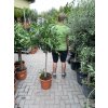 Nerium Oleander - Oleandr 170 cm, stromek