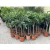 Nerium Oleander - Oleandr 170 cm, stromek