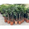 Nerium Oleander - Oleandr 170 cm, stromek