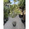 Nerium Oleander - Oleandr 170 cm, stromek