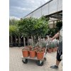 Nerium Oleander - Oleandr 170 cm, stromek