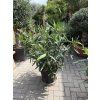 Nerium Oleander - Oleandr 150 cm +