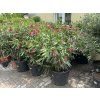 Nerium Oleander - Oleandr 150 cm +