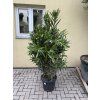 Nerium Oleander - Oleandr 150 cm +
