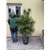 Nerium Oleander - Oleandr 150 cm +