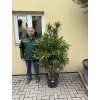 Nerium Oleander - Oleandr 150 cm +