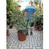 Nerium Oleander - Oleandr 140 cm