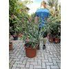 Nerium Oleander - Oleandr 150 cm +