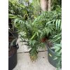 Chamaedorea elegans, 100 cm