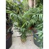 Chamaedorea elegans, Horská palma 90 cm