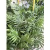 Chamaedorea elegans, 100 cm