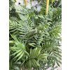 Chamaedorea elegans, Horská palma 90 cm