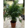 Chamaedorea elegans, 90 cm