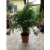 Chamaedorea elegans, 100 cm