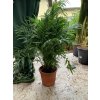 Chamaedorea elegans, 100 cm