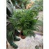 Chamaedorea elegans, 90 cm