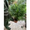Chamaedorea elegans, 100 cm