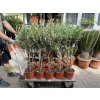 Olea europea - Olivovník 80 cm