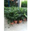 Chamaedorea elegans, 90 cm