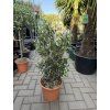 Olea europea - Olivovník, Keř, 70 cm