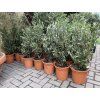 Olea europea - Olivovník, Keř, 70 cm