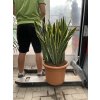 Sansevieria laurenti, tchynin jazyk. 70 cm