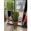 Sansevieria laurenti, tchynin jazyk. 70 cm